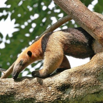 Ant eater