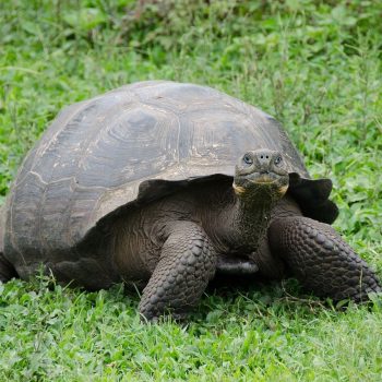 Tortoise on the Galapagos Islands