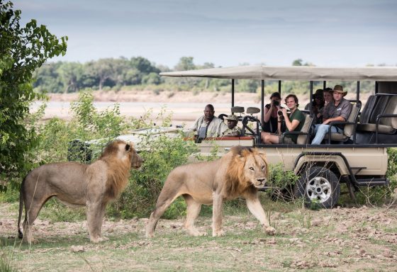 Two male lions walk in front of a safari truck