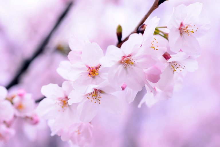 Abstract of pink cherry tree blossom
