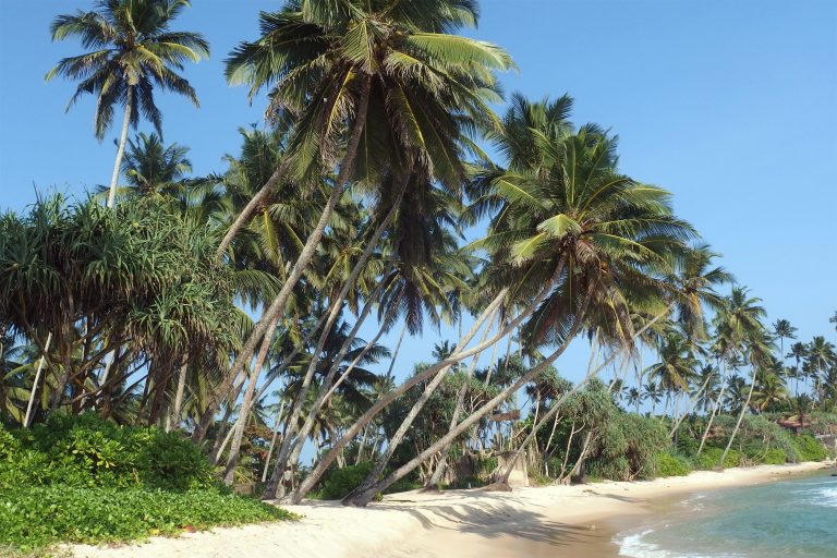 Palm trees on a sandy beach in Sri Lanka